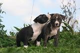 AMSTAFF  PUPPIES 262